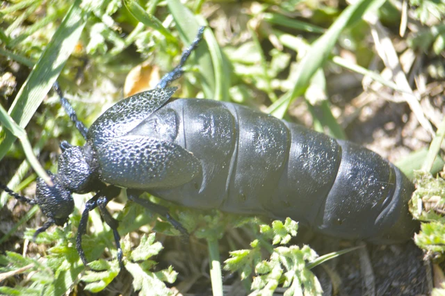 Meloe cicatricosus - óriásnünüke