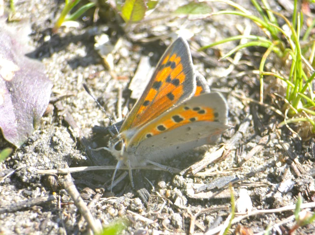 Lycaena phlaeas - közönséges tűzlepke