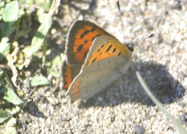 Lycaena phlaeas - közönséges tűzlepke