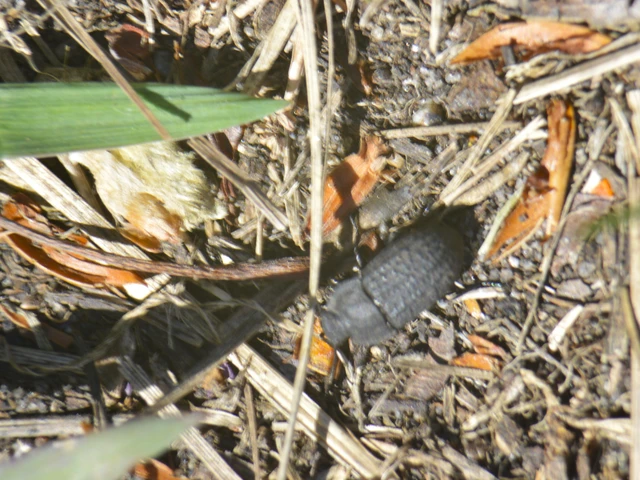 Opatrum sabulosum - sároshátú gyászbogár