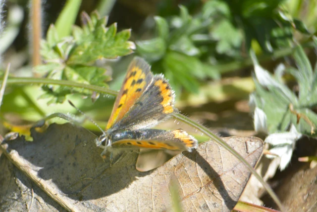 Lycaena phlaeas - közönséges tűzlepke