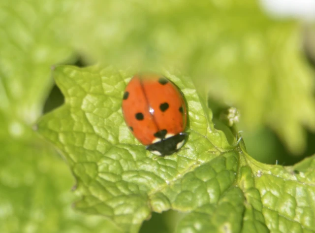 Coccinella septempunctata - hétpettyes katica
