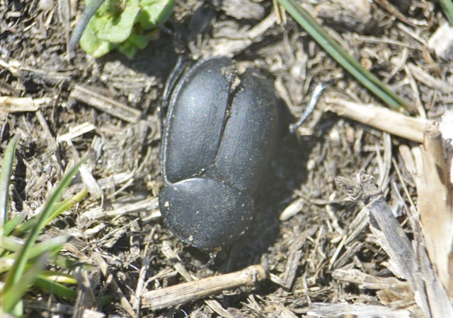 Ablattaria laevigata - sima csigarabló