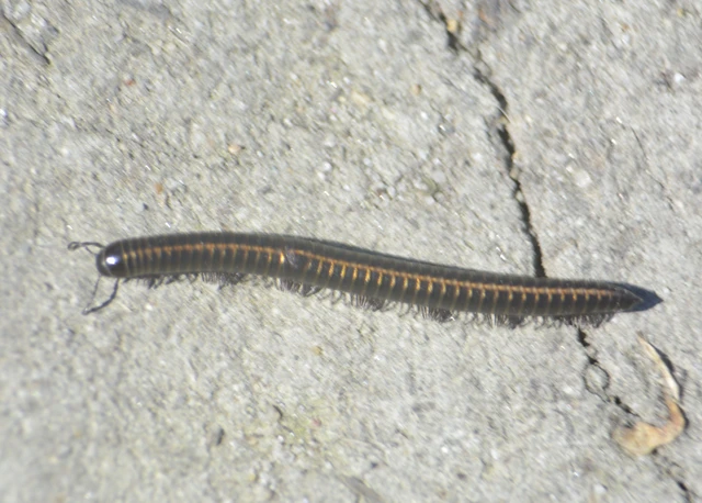 Diplopoda - Ikerszelvényesek