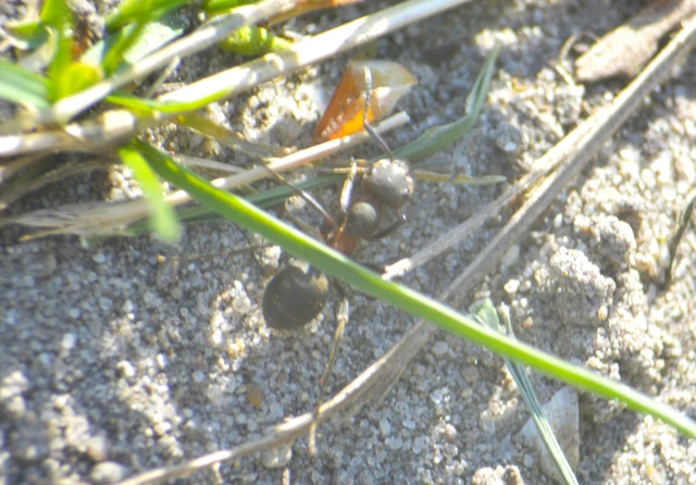 Formica pratensis - réti vöröshangya