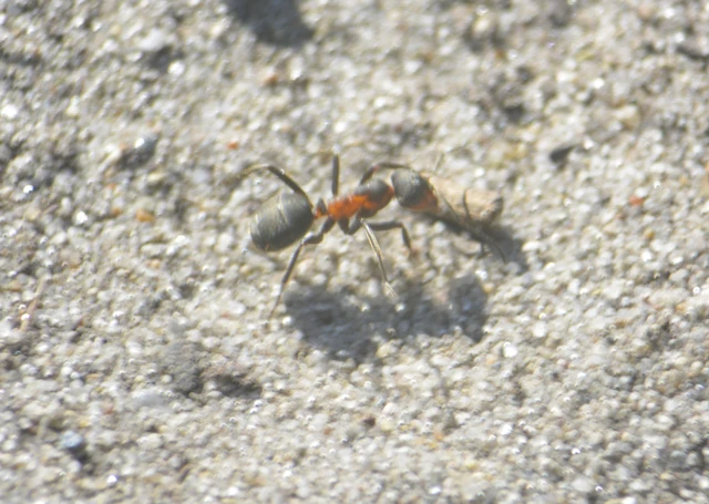 Formica pratensis - réti vöröshangya