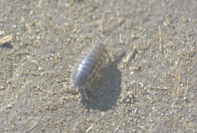 Isopoda - Ászkarákok