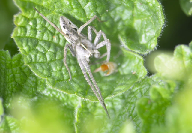 Pisaura mirabilis - csodáspók