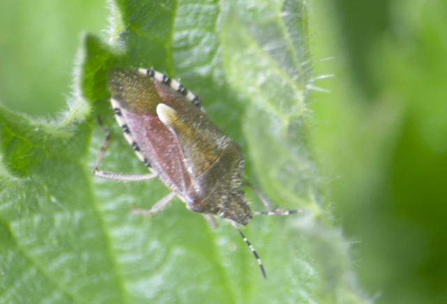 Dolycoris baccarum - közönséges bogyómászó-poloska Dolycoris baccarum - közönséges bogyómászó-poloska