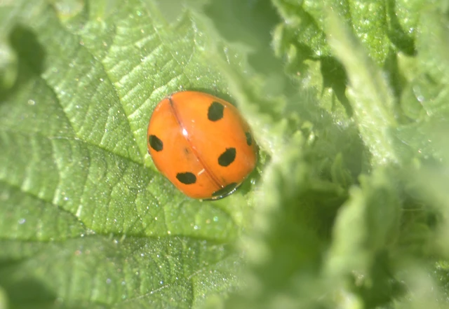 Coccinella septempunctata - hétpettyes katica