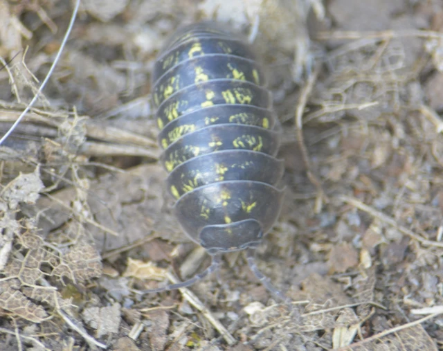 Isopoda - Ászkarákok