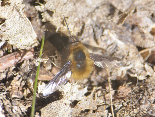 Bombylius major - szegélyes pöszörlégy