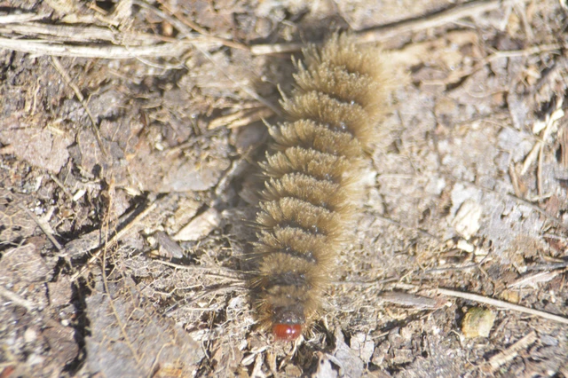 Amata phegea - fehérpettyes álcsüngőlepke