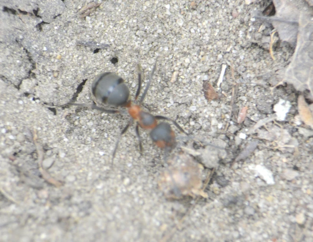 Formica pratensis - réti vöröshangya