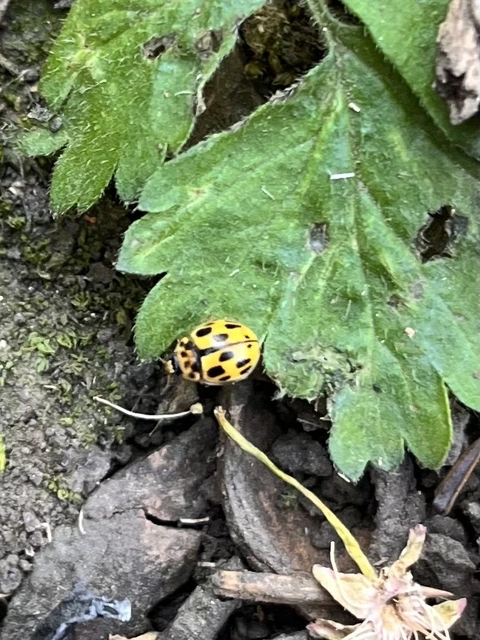 Propylea quatuordecimpunctata - tizennégypettyes füsskata