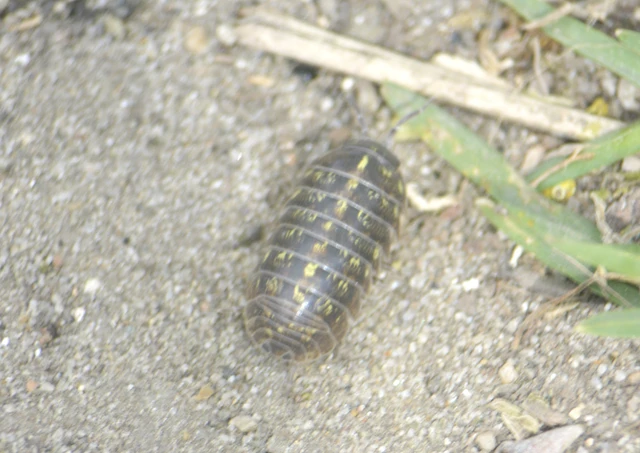 Isopoda - Ászkarákok