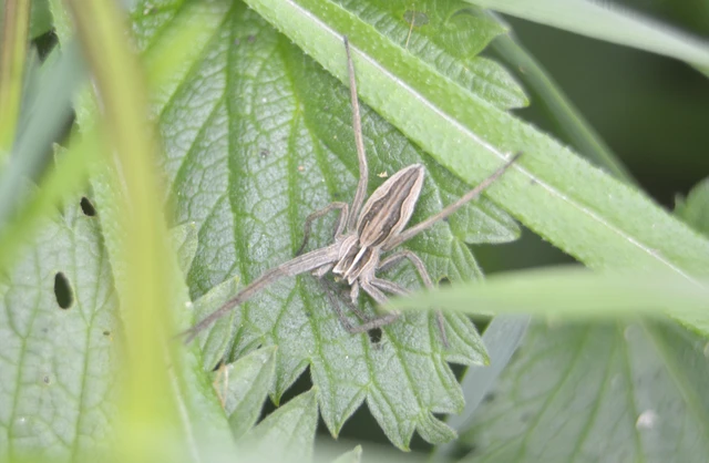 Pisaura mirabilis - csodáspók