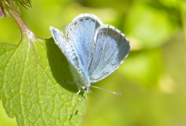 Celastrina argiolus - bengeboglárka