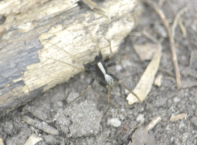 Pardosa alacris/lugubris