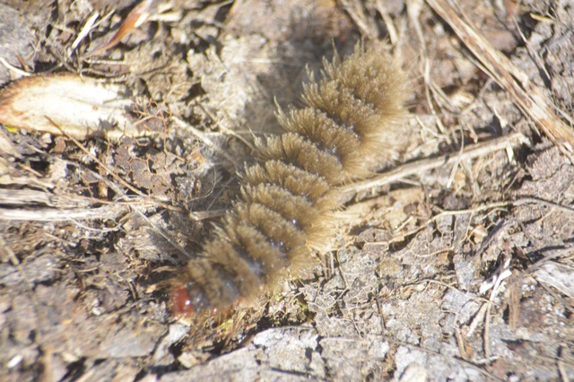 Amata phegea - fehérpettyes álcsüngőlepke