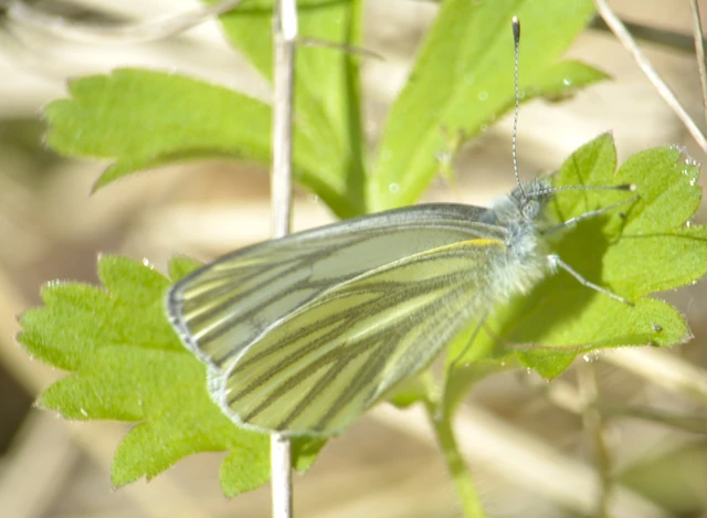 Pieris napi - repcelepke