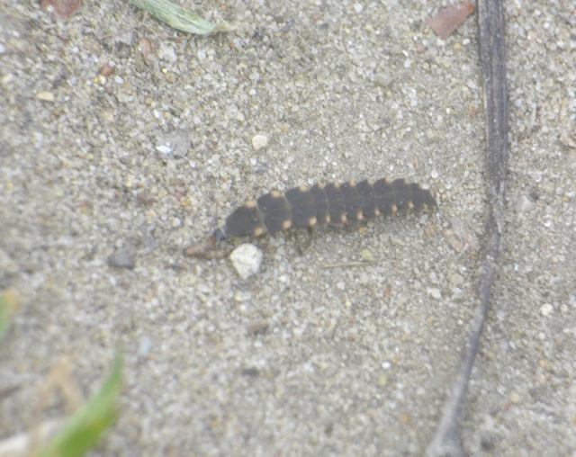 Lampyris noctiluca - nagy szentjánosbogár