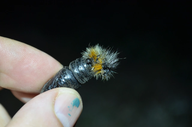 Arctia festiva - díszes medvelepke