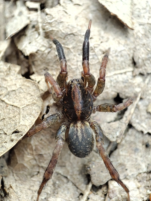 Trochosa terricola - földi farkaspók
