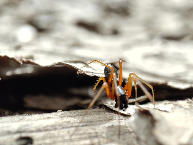 Linyphiidae - vitorláspókok