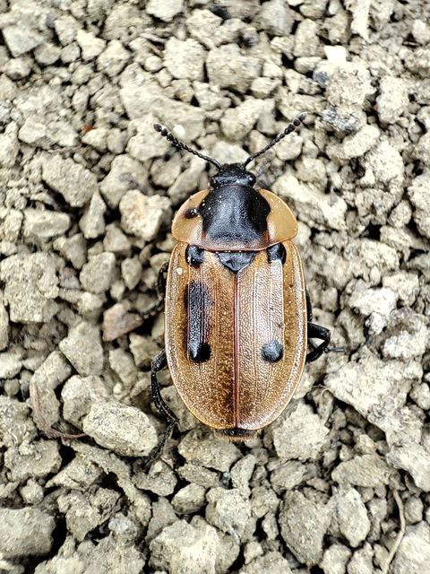 Dendroxena quadrimaculata - négypettyes dögbogár