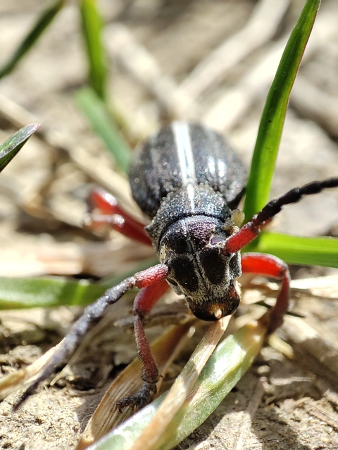 Dorcadion pedestre - kétsávos gyalogcincér Dorcadion pedestre - kétsávos gyalogcincér