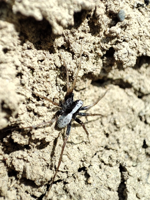 Pardosa alacris/lugubris
