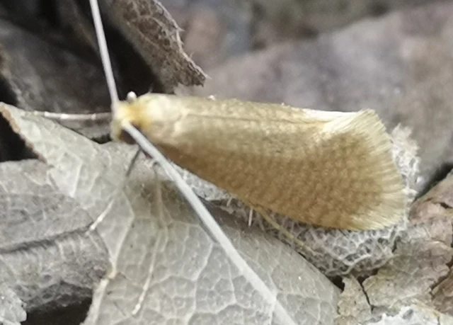Nematopogon