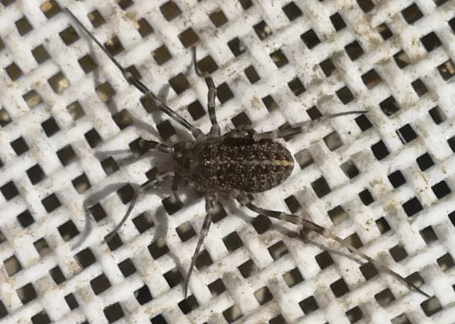 Opiliones - Kaszáspókok