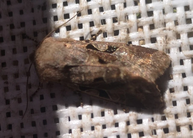 Orthosia gothica - feketefoltos barkabagoly
