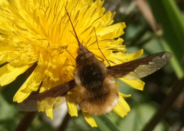 Bombylius major - szegélyes pöszörlégy