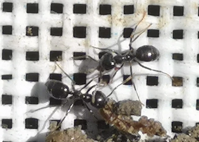 Lasius fuliginosus - kartonépítő fahangya