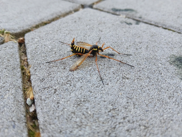 Ctenophora flaveolata