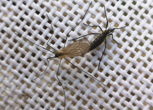 Diptera - Kétszárnyúak