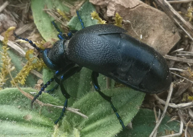 Meloe proscarabaeus - közönséges nünüke