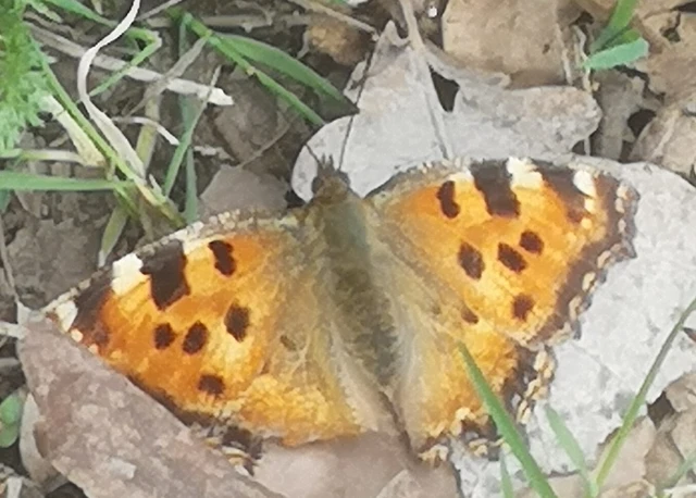 Nymphalis polychloros - nagy rókalepke