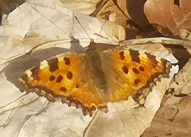 Nymphalis polychloros - nagy rókalepke