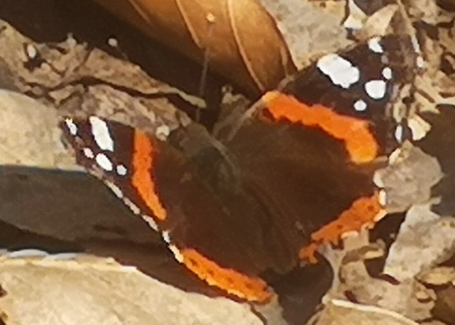 Vanessa atalanta - atalantalepke