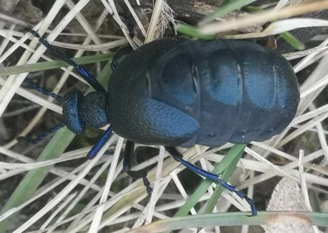 Meloe proscarabaeus - közönséges nünüke