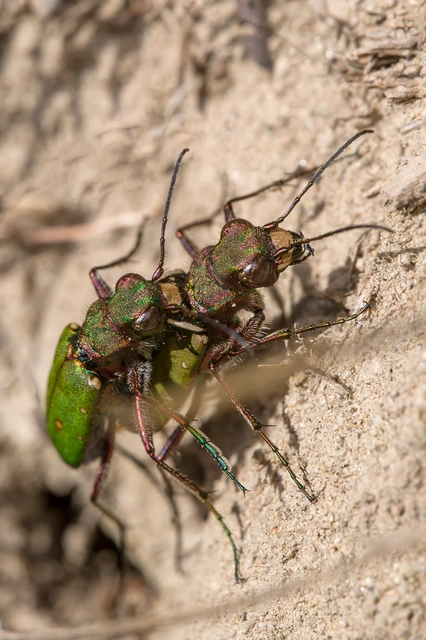 Cicindela campestris - mezei homokfutrinka
