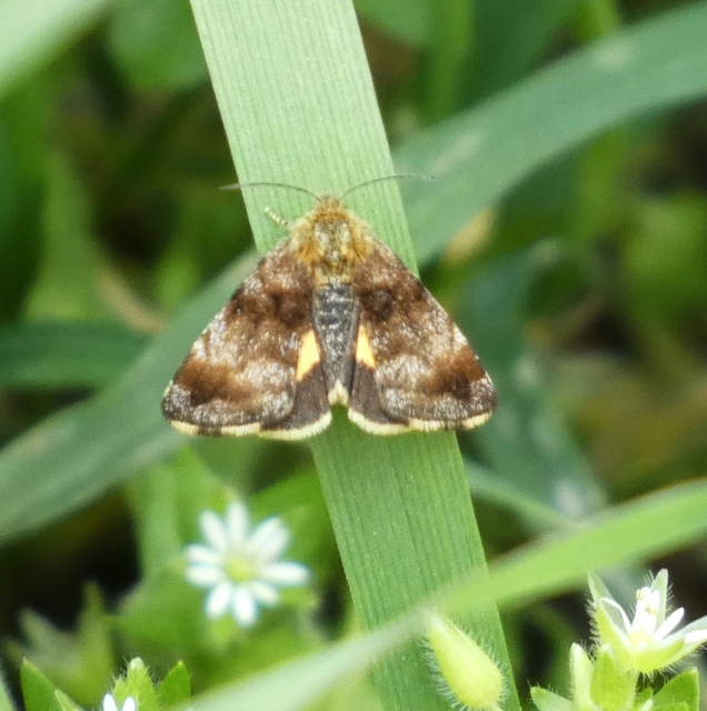 Panemeria tenebrata - apró sárgabagoly
