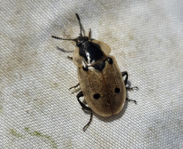 Dendroxena quadrimaculata - négypettyes dögbogár