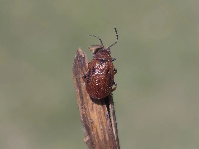 Lochmaea crataegi - galagonya-olajosbogár
