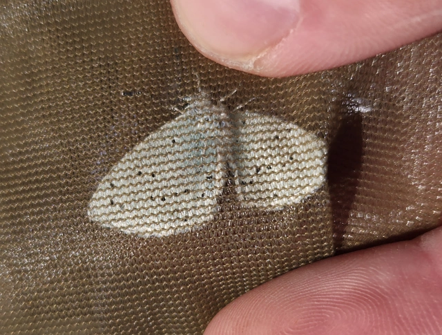 Celastrina argiolus - bengeboglárka