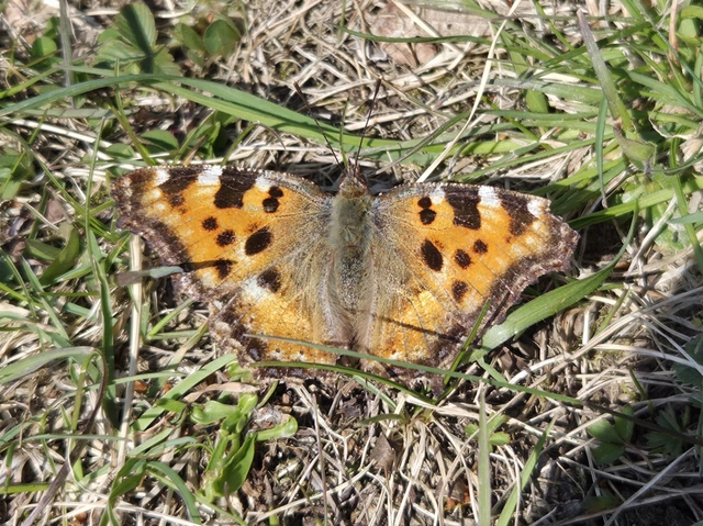 Nymphalis polychloros - nagy rókalepke